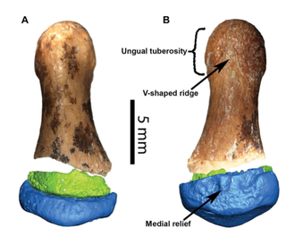 Front and back views of the virtually reconstructed Denisovan finger fragment.